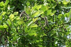 Erythrina umbrosa